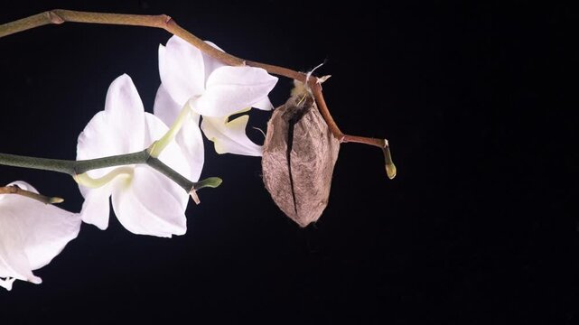 Birth of Attacus Atlas Moth on Orchid Flower