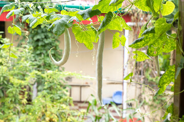 snake gourd plant growing  in a roof top.
