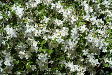 Jasmine blossoms Philadelphus lewisii bush on blurred dark background in sunny spring garden. Selective focus close up. Nature photography. Floral landscape for any wallpaper.