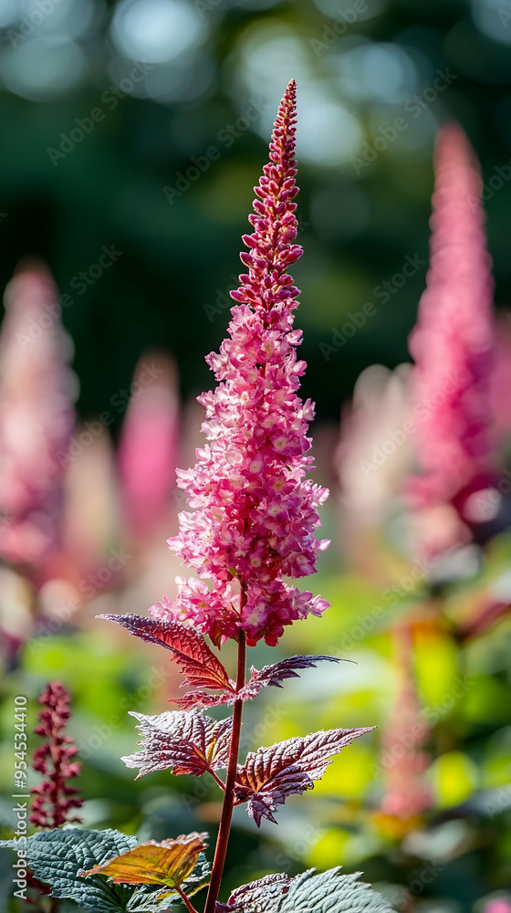 Poster A single pink flower stalk with red leaves growing in a field of pink flowers.