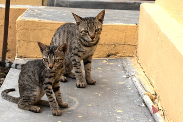 cat sitting and looking at camera
