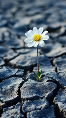 A single white daisy with a yellow center blooms against a backdrop of cracked, grey earth.