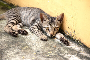 cat sitting and looking at camera