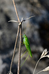 Gemeine Sichelschrecke - Weibchen // Sickle-bearing bush-cricket - female (Phaneroptera falcata)