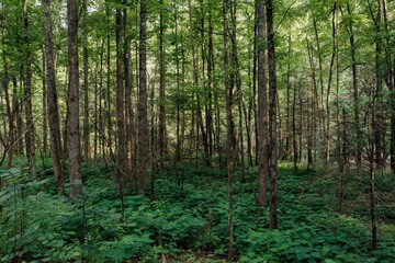 Fototapeta premium Forest and ferns in the Great Smoky Mountains National Park, Tennessee, United States Of America.