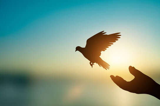 silhouette of bird flying out of human hand on beautiful sunset background.freedom concept.
