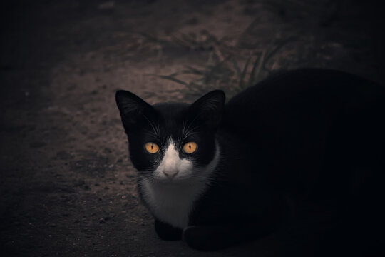 Black cat on a black background. Close-up.

