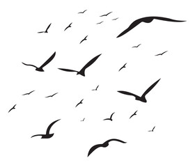 bird fly silhouette