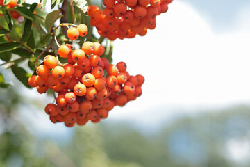 Orange rowan berries and green leaves on tree close-up. Nature in summer. Bokeh in background. Place for text. 