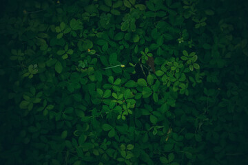 Close up tropical Green leaves texture and abstract background., Nature concept., dark tone.