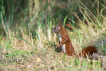 Ein rotes Eichhörnchen am Boden aufgerichtet stehend 
