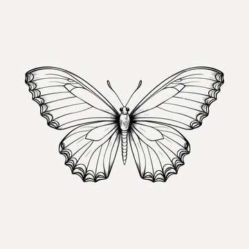 recommend clip art: Detailed butterfly line art