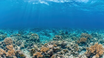 Fototapeta premium Underwater Coral Reef Landscape with Sunbeams