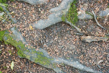 close up of forest ground