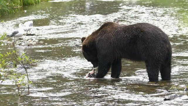 Profile view: Large brown Grizzly bear eating salmon in spawning river