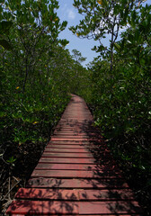Mangrove forest board walks and raised walk areas keeping people off the swamp areas protecting animal habitat and ecology