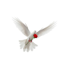 Obraz premium A white dove flying and holding a red rose in its beak symbolizes love and peace. Ideal for romantic themes