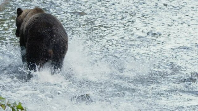 Spawning salmon splash in river as slo mo brown bear chases upstream