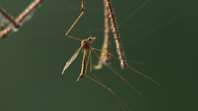Close up macro: Adult Crane Fly insect hangs from twig, cleaning legs