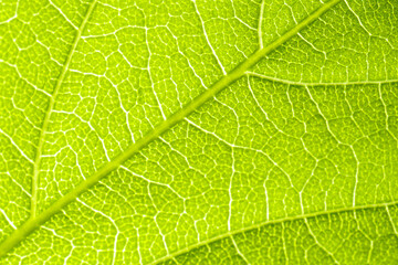 Macro shot of a leaf. Foliage nature background.