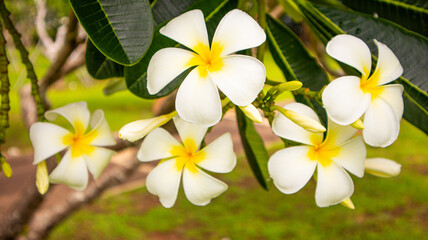 Kamboja Flower (Plumeria) Are Blooming. Gardening concept. Flumeria Flower.
