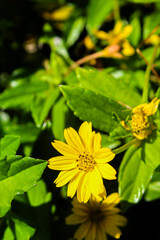 wedelia flower (Sphagneticola trilobata) at sunny day. Flower Concept. Gardening Concept.