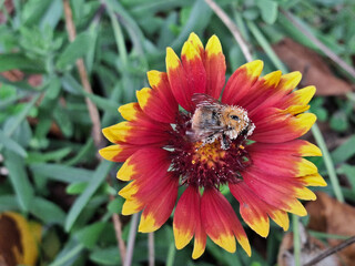 macro of beautiful and vivid red and yellow flower with bee pollinating