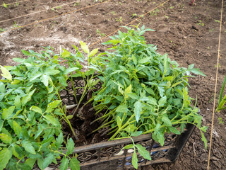 tomato seedling ready to be planted in the garden