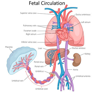 fetal circulation system, blood flow from the placenta through the umbilical cord to heart and other organs diagram hand drawn schematic raster illustration. Medical science educational illustration