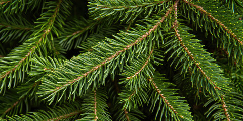 Macro texture Christmas Fir tree branches textured Background. Fluffy pine tree spruce brunch close up. Background template for greeting card and banner