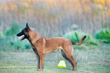 obedience training with a malinois