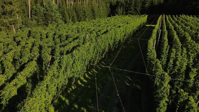 Bavarian Hops during harvesting phase during sunset from above