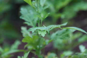 Bang-a-ggae-bi sitting on the grass