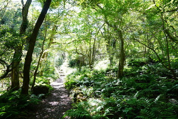 fine autumn forest in the delightful sunlight