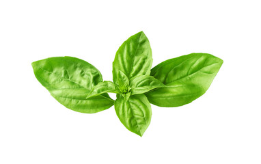 Fresh organic basil leaf rosette isolated on white background. Aromatic culinary herb, Mediterranean food.	