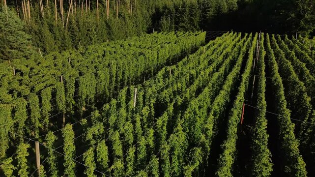 Bavarian Hops during harvesting phase during sunset from above