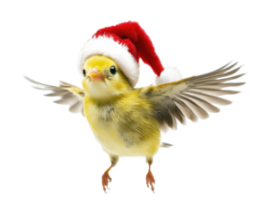 flying bird with christmas hat 