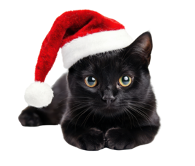 sitting black cat with christmas hat