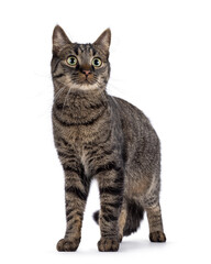 Handsome house cat with tabby pattern, standing facing front. Looking side ways beside camera. Isolated on a white background.
