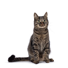 Handsome house cat with tabby pattern, sitting up facing front. Looking beside camera. Isolated on a white background.