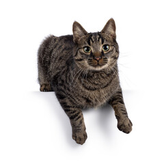 Handsome house cat with tabby pattern, laying down with paws hanging over edge.  Looking straight to camera. Isolated on a white background.