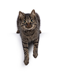 Handsome house cat with tabby pattern, laying down with paws hanging over edge.  Looking straight to camera. Isolated on a white background.