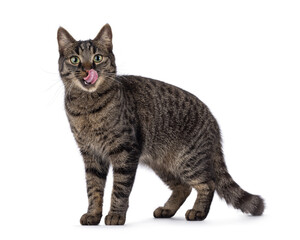 Handsome house cat with tabby pattern, standing side ways. Pink tongue out licking mouth and nose....