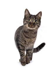 Handsome house cat with tabby pattern, standing and leaning to the front.  Looking interested and curious to camera. Isolated on a white background.