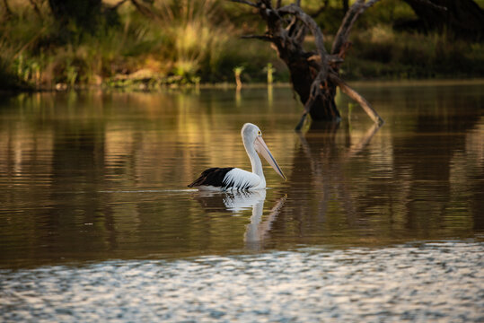 Pelican swimming on a river at sunset