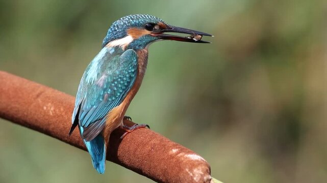 Common kingfisher, Alcedo atthis. A bird sits on a cattail, holding a Notonecta glauca in its beak