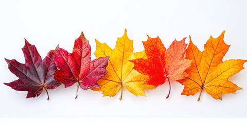 Obraz premium Five Vibrant Autumn Maple Leaves on a White Background