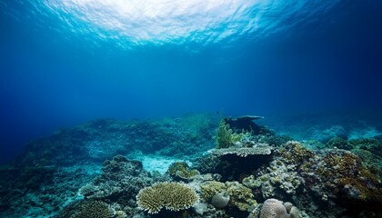 Fototapeta premium Underwater Background Of The Ocean Bottom