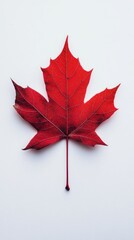 Single Crimson Maple Leaf on White Background