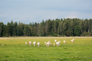 Obraz premium small group of cows grazing together in a flower-filled meadow, with a wooded area in the background.